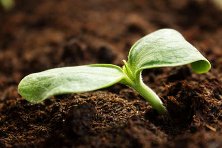 New zucchini seedlings growing in black soil
