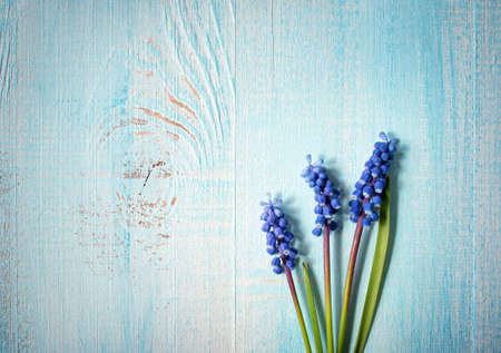 blue flowers muscari on old wooden boardの写真素材