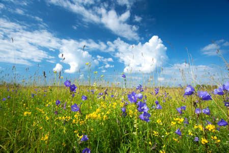 Bluebells on the field with beautiful skyの写真素材