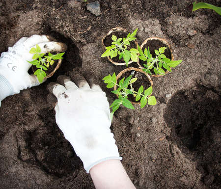 Hands putting tomato seedling into the soilの写真素材