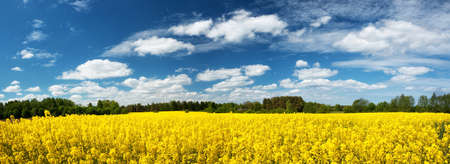 yellow rapeseed field panorama with beautiul skyの写真素材