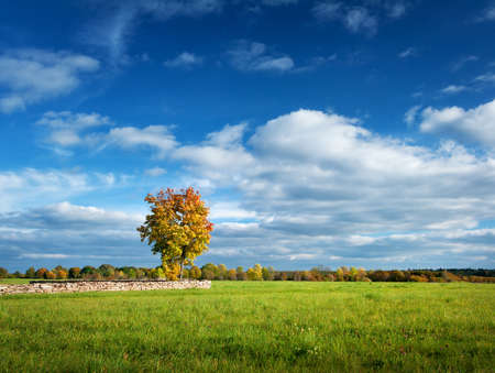Lonely maple with multicolored leaves on the fieldの写真素材