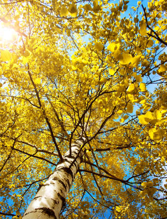 yellow birch tree foliage in autumnal morningの写真素材