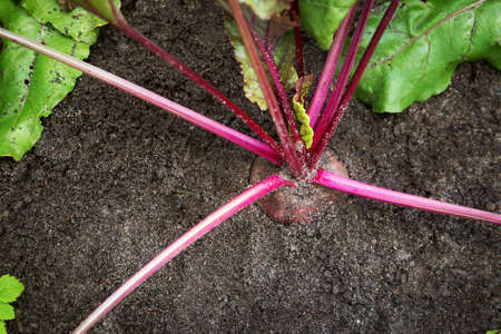 Ripe red beetroot laying on the groundの写真素材