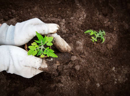 Hands putting tomato seedling into the soilの写真素材