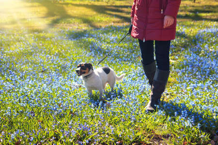 Young woman walking with a dog in park in beautiful spring morningの写真素材