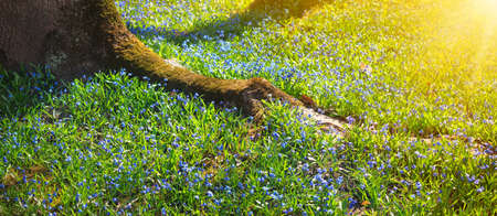 view to spring flowers in the park. Beautiful morning with sunshineの写真素材