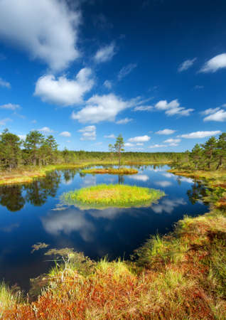 Viru bogs at Lahemaa national park in summerの写真素材