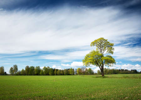 Beautiful lonely tree in spring on pature fieldの写真素材