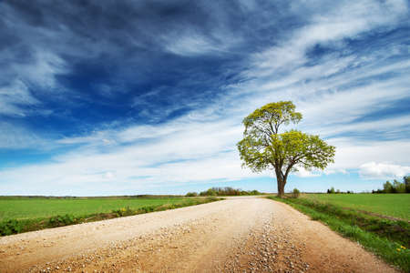 Beautiful lonely tree in spring near gravel roadの写真素材
