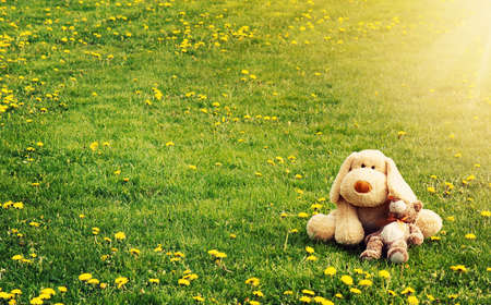 Plushtoys lying on the dandelion field in summerの写真素材
