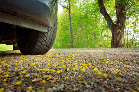 Car on asphalt road on spring day at parkの写真素材