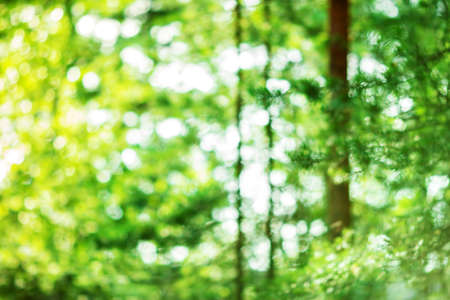 Beautiful blurred green foliage background in summer