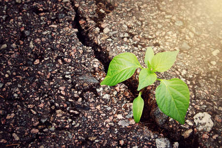 green plant growing from crack in asphaltの写真素材