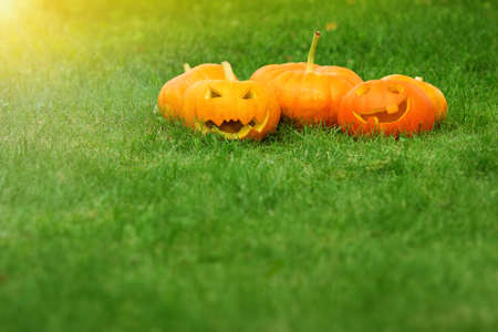 ripe pumpkins for halloween on green grass backgroundの写真素材