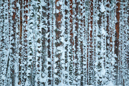 Winter forest background covered with fresh snowの写真素材