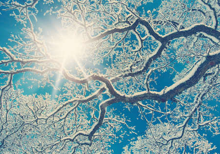 Branches covered with snow on blue sky backgroundの写真素材
