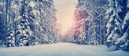 winter panorama on the road through coniferous forestの写真素材