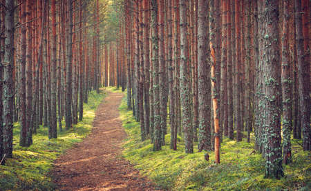 Lahemaa national park forest in september. Pine tree woods in early morning with path going throuhgの写真素材