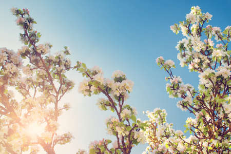 blurred apple tree background