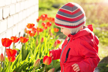 Little child smelling tulips on the flower bed in beautiful spring dayの写真素材