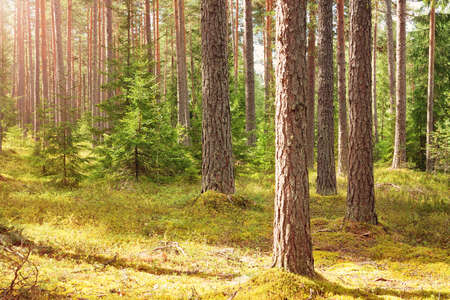 pine forest panorama
