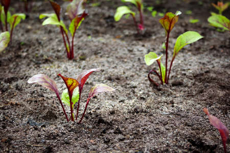 New seedlings in the gardenの写真素材