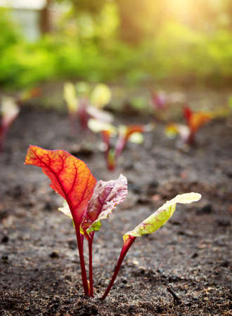 New seedlings in the gardenの写真素材