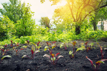 New seedlings in the gardenの写真素材