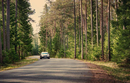 asphalt road in the forest