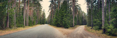 asphalt road cross in the forest