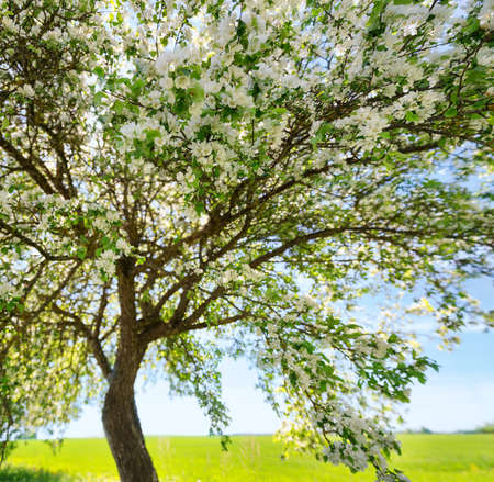 apple tree in bloom in the garden