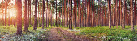 Coniferous forest with morning sun shiningの写真素材