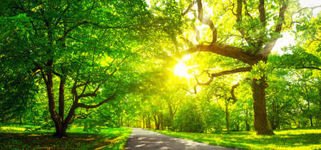 Tree foliage in morning light