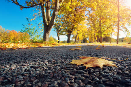 Leaves on the roadの写真素材
