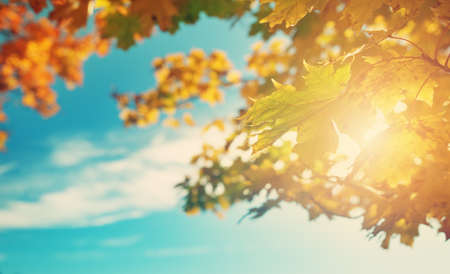 Maple leaves in autumnの写真素材