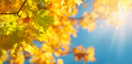 Maple leaves in autumnの写真素材