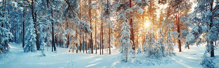 Pine trees covered with snowの写真素材