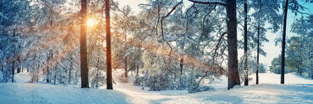 Pine trees covered with snow