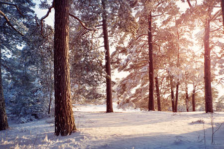 Pine trees covered with snowの写真素材