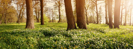 Wood with spring flowersの写真素材
