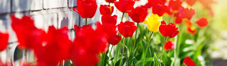 Tulips growing near a houseの写真素材