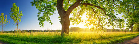 Tree foliage in morning lightの写真素材