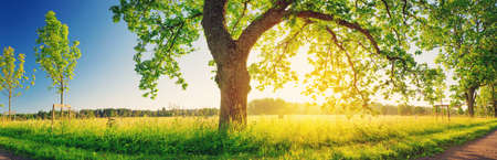 Tree foliage in morning lightの写真素材