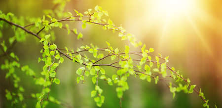 New birch leaves in the morningの写真素材