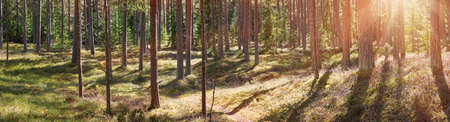 pine and fir forest panoramaの写真素材