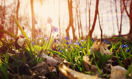 Scilla flowers in the parkの写真素材