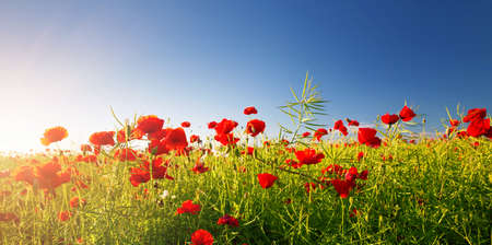 Beautiful poppy flowers on the fieldの写真素材