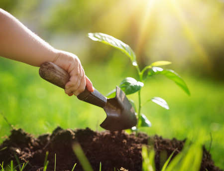Hand of a child with shovel taking care of a seedling in the soilの写真素材