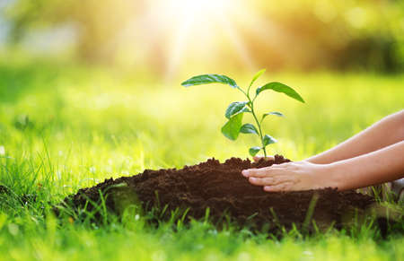 Hand of a child with shovel taking care of a seedling in the soilの写真素材